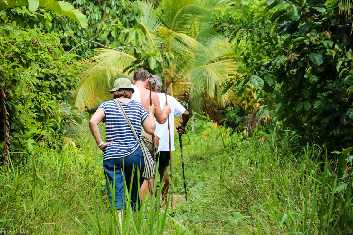 På vandring innover regnskogen på Trinidad