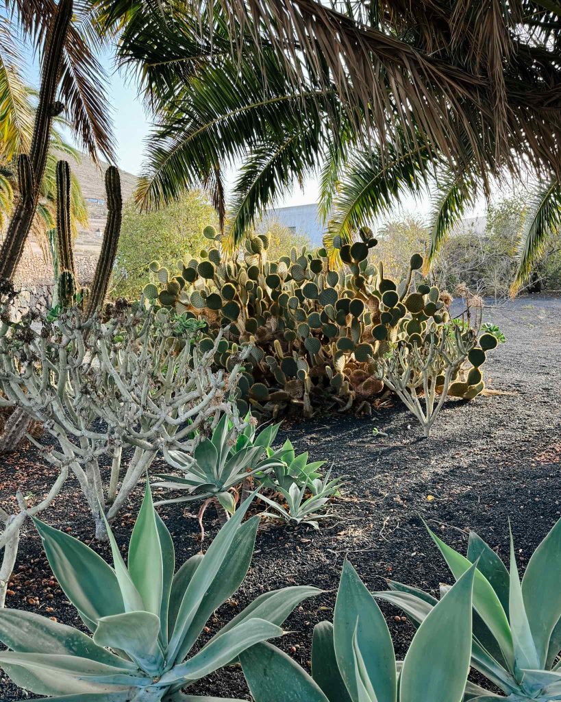 Kaktus, Lanzarote