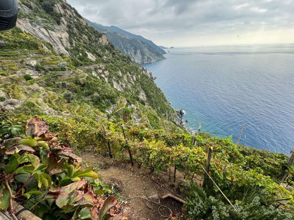 Utsikt fra Possa vinmark i Riomaggiore, Cinque Terre
