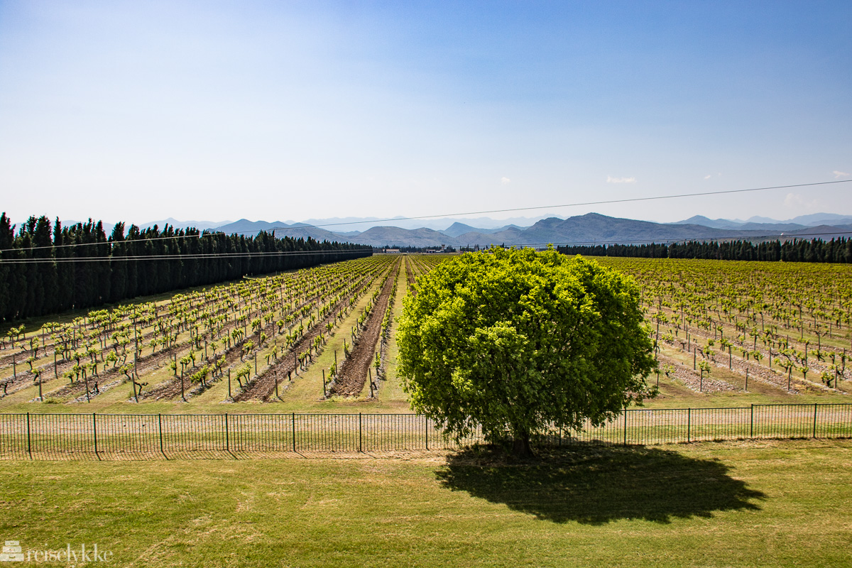 Vinsmaking i Montenegro