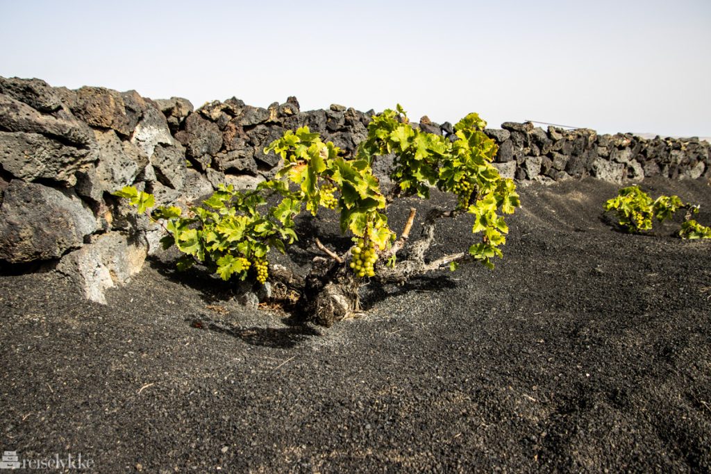 vinstokk, vulkansk jord, lanzarote, 