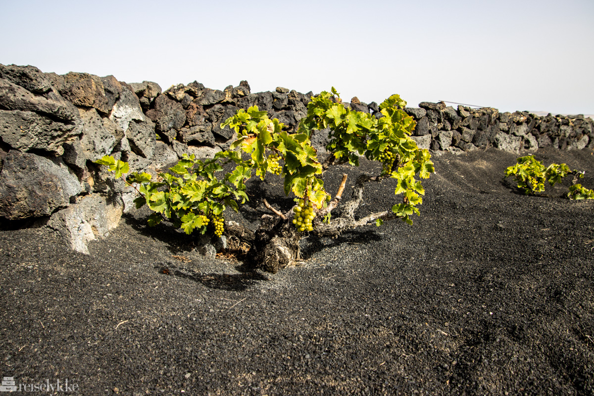 vinstokk, vulkansk jord, lanzarote