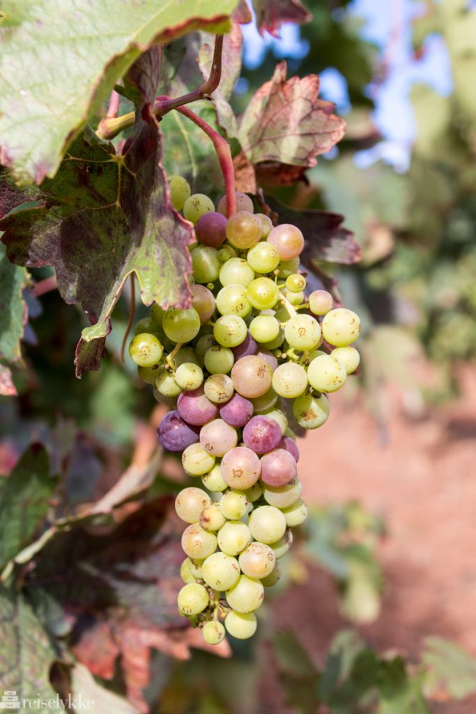 Druer som vokser i vinområdet Rioja